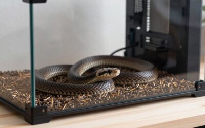 Best Snake Hides for Reptile Tanks